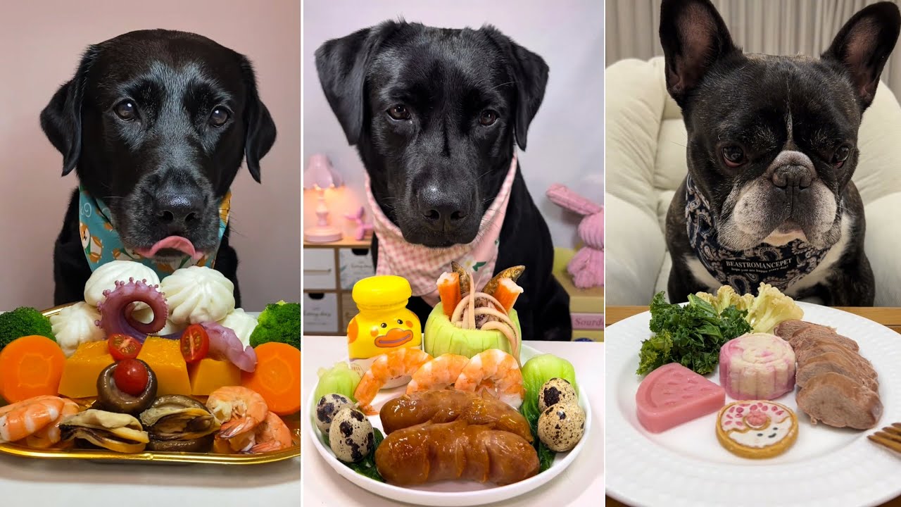 Dog Food Battle Begins! Labradors vs Frenchie Taste Test 🐶