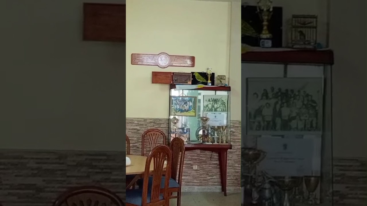 Jilguero de repique el pipinas 