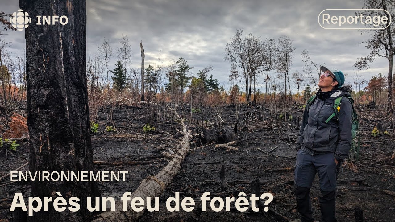 Feux de for&ecirc;t : est-ce que la vie peut reprendre?