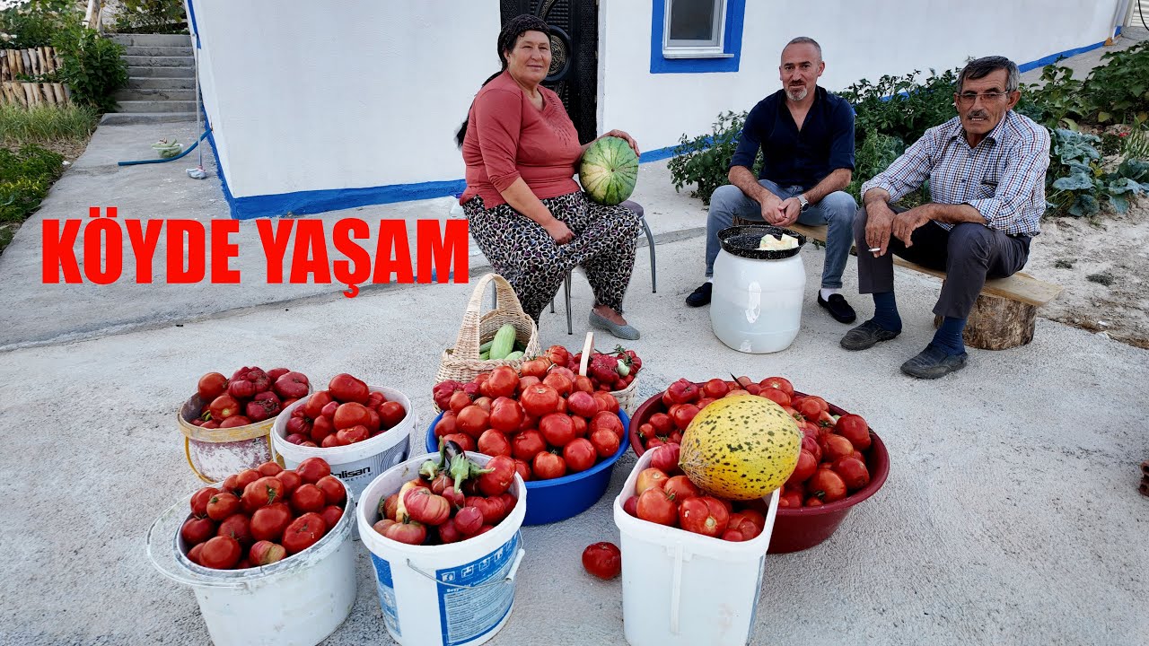 SALÇALIK DOMATESLERİMİZİ TOPLUYORUZ HASAT BOL VE MİSAFİRLERİMİZ