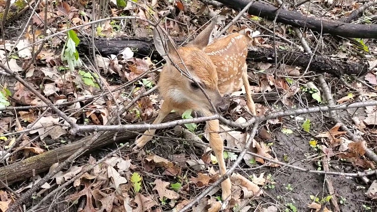 Newborn Fawn Walked Right Up To Me!