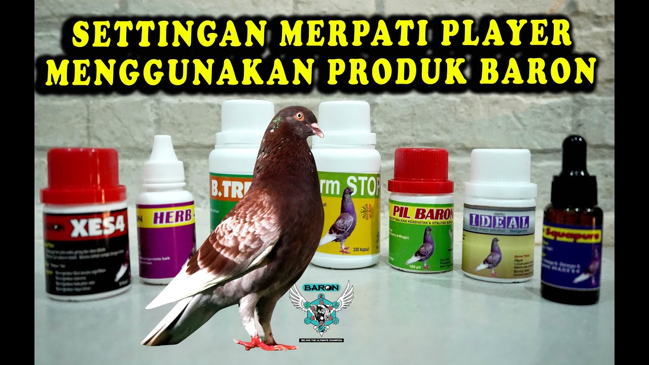 CARA SETTING MERPATI MENGGUNAKAN PRODUK BARON