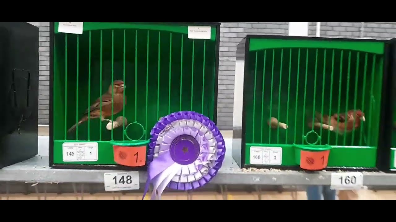 NATIONAL BRITISH BIRD & MULE CLUB (THE ALL BRITISH MEMORIAL SHOW JIM WARMAN & JERRY SWIFT #shorts