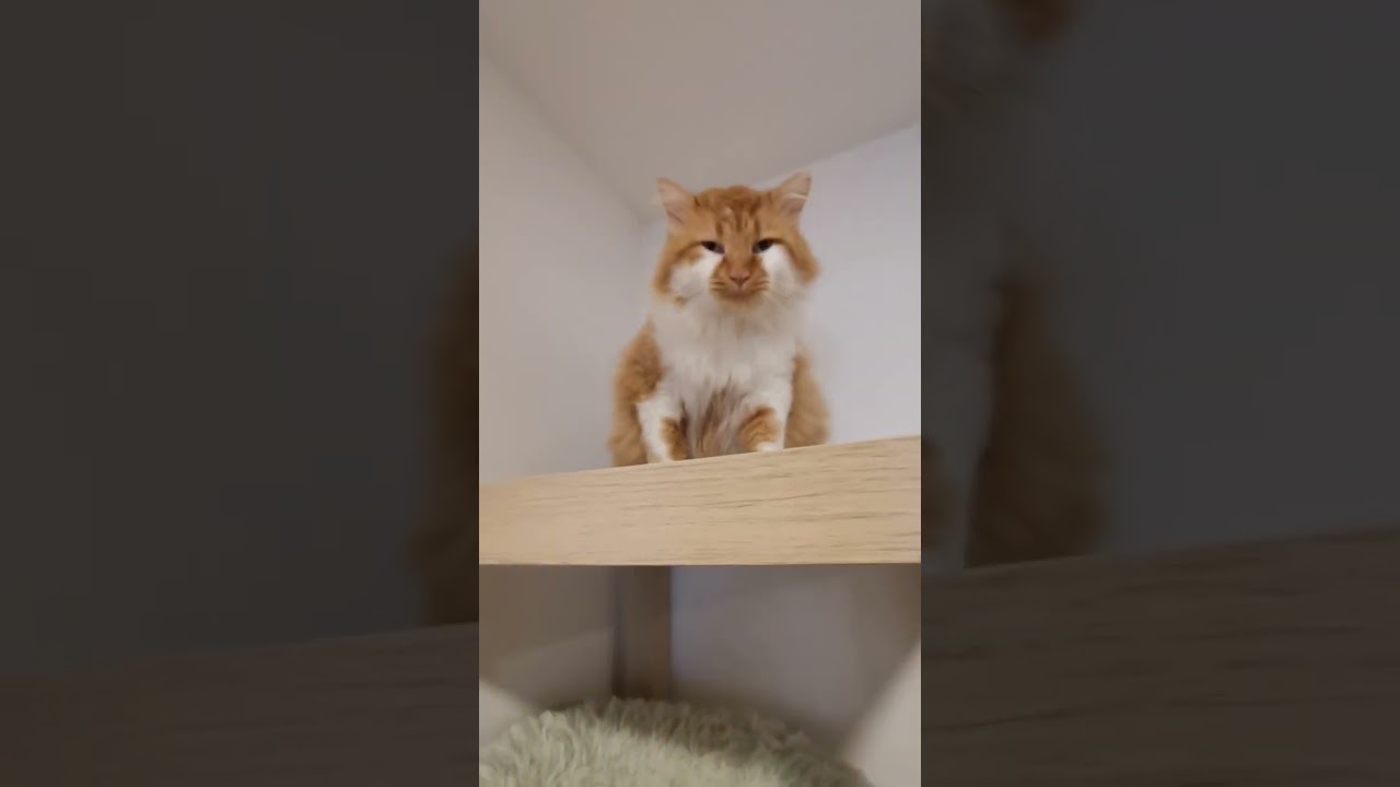 Chats en vacances - La vidéo du jour : 18/01/2026