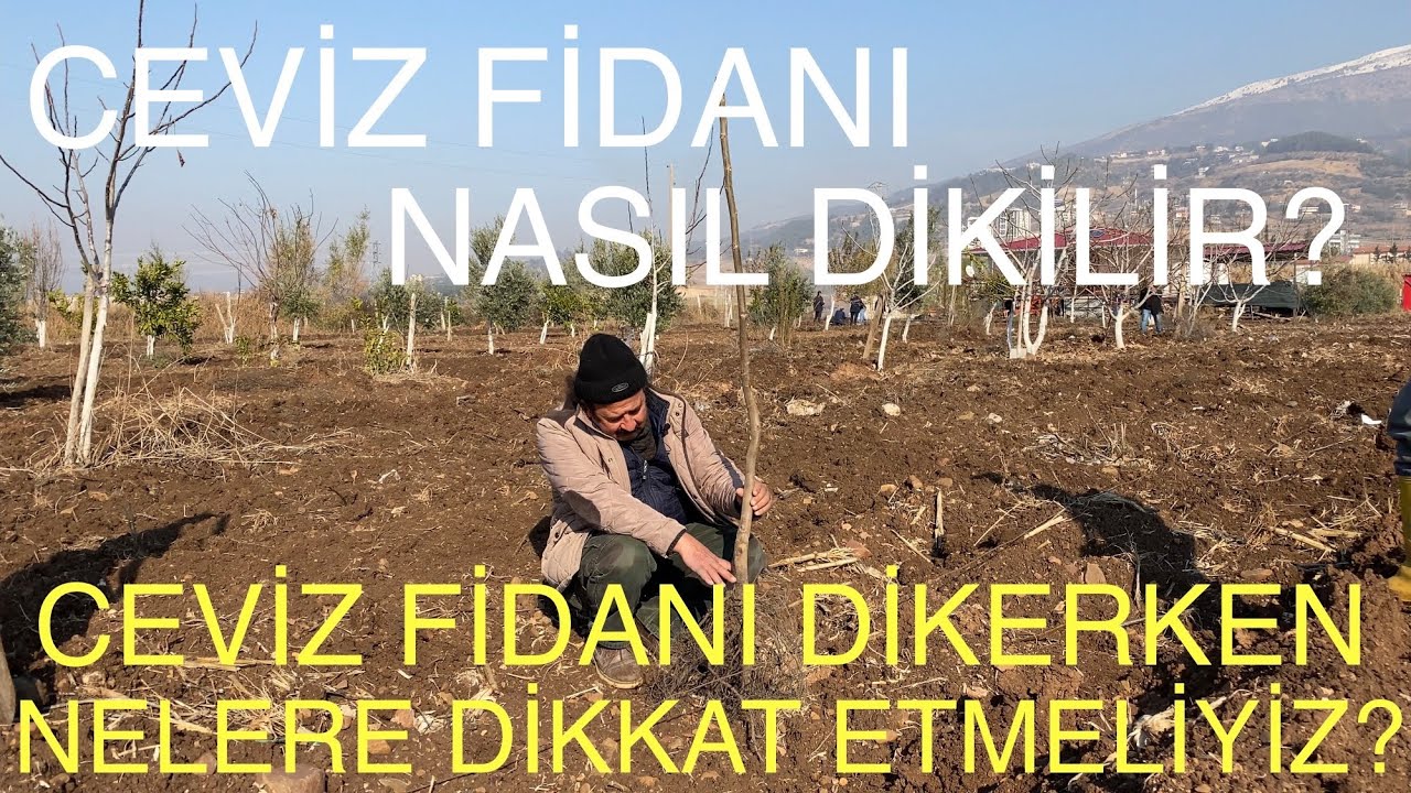 CEVİZ FİDANI NASIL DİKİLMELİ? CEVİZ FİDANI DİKERKEN NELERE DİKKAT EDİLMELİ? Ceviz Adam Ahmet