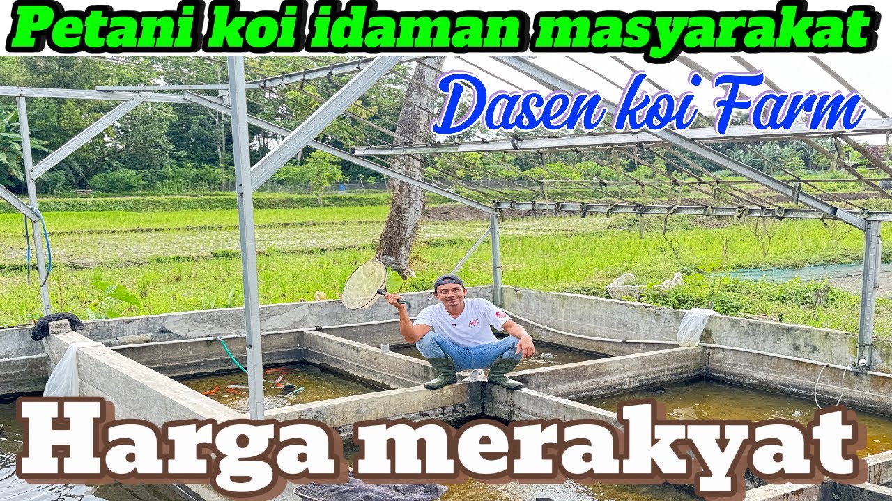 Merakyat banget harganya koi di petani ini‼️dasen koi Farm