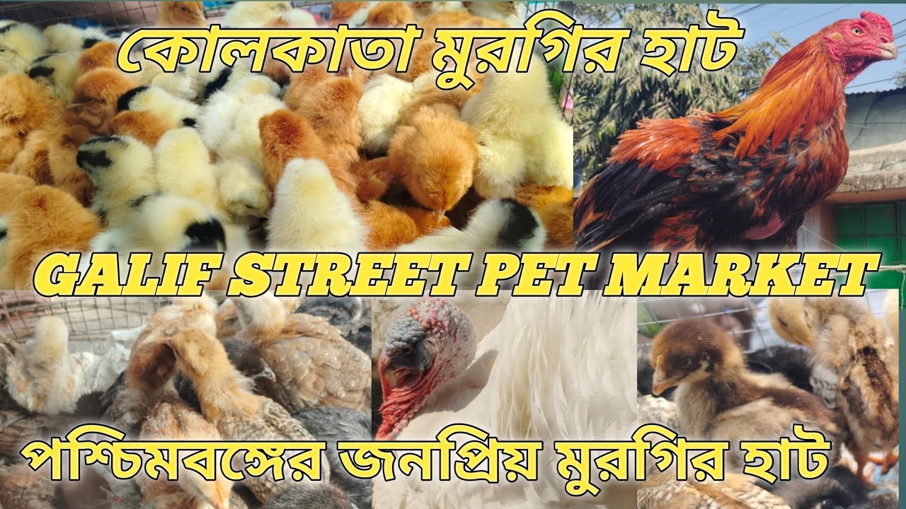 Kolkata galif Street pet market এশিয়ার সবচেয়ে বড় জনপ্রিয় কম দামে মুরগির হাট