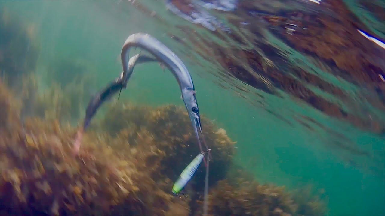 Westin Explore Camera Sea Trout Fishing and alot of Garfish!