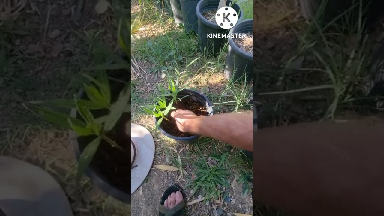 چۆنیەتی قەلەم کردنی داری ژالا و زانیاریش لەسەری بەهیوای سوود سەبسکرایبی کەنالم بکەن سوپاس