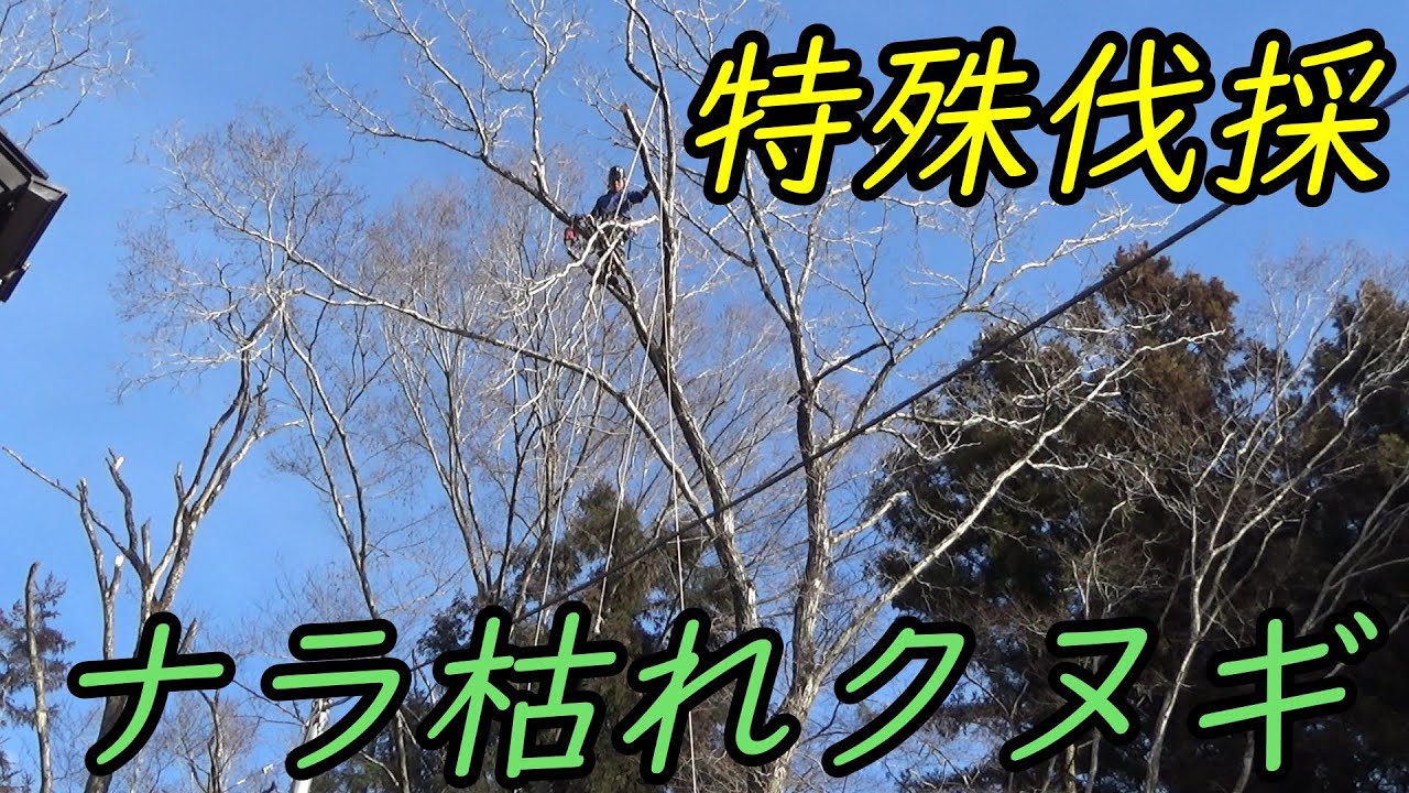 枯れ木の伐採は登れるか否かの判断が重要！
