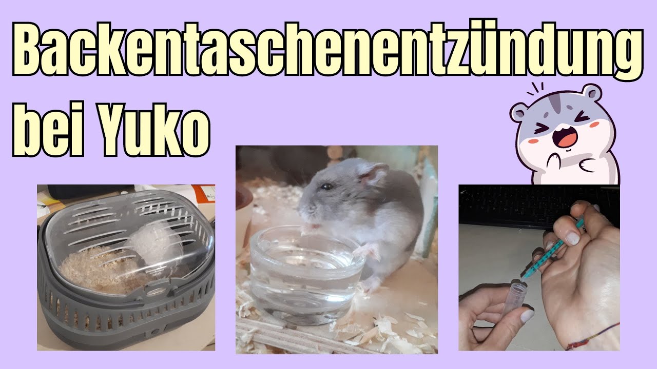 Backentaschenenzündung bei meinem Zwerghamster Yuko | Verlauf & Behandlung