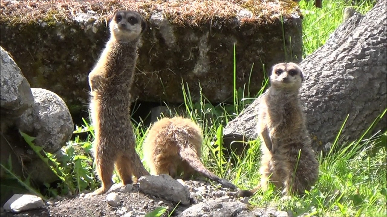 Fr&oslash;s&oslash;n Dyrepark