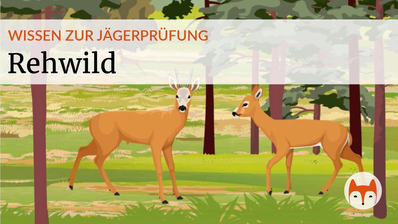 Rehwild - alles was du f&uuml;r die J&auml;gerpr&uuml;fung wissen musst - Vorschau