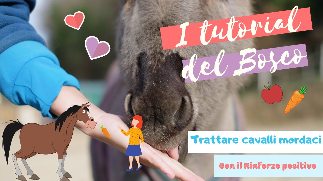 I TUTORIAL DEL BOSCO ➡️ insegnare al cavallo a smettere di mordere utilizzando il rinforzo positivo🥕