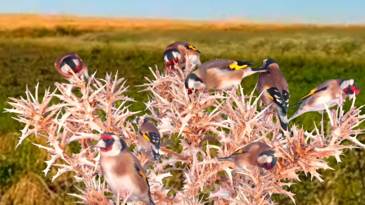 بتبتة الحسون تحفيز الحسون على التغريد والهيجان علاج صمت الحسون goldfinch stimulation #birds 