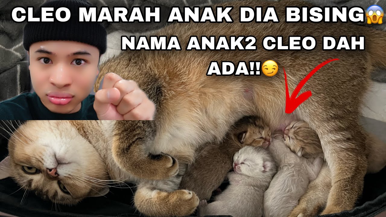 CLEO MARAH ANAK2 DIA BISING😱| DAH AD NAMA UNTUK ANAK2 DIA ‼️😏