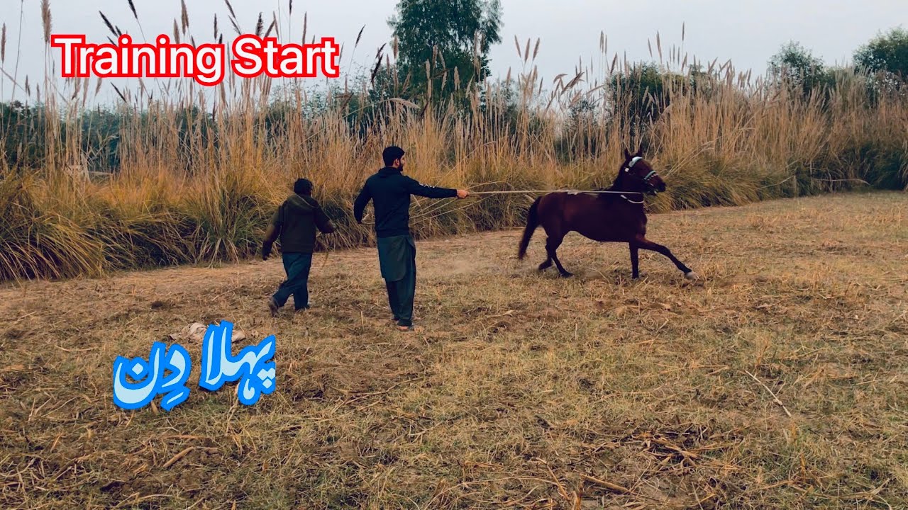Horse Riding || Horse Training || First Day || Horse Racing || Imran Shah Official