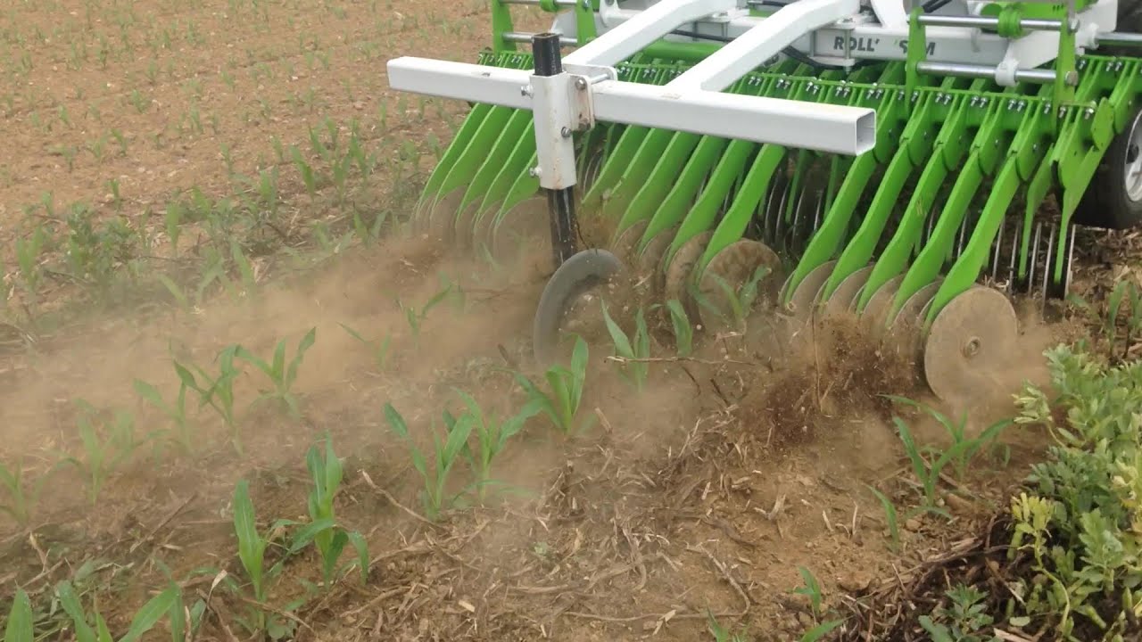 Semis dans un couvert vivant en agriculture biologique