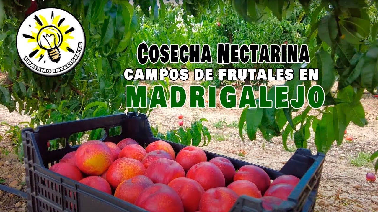 Frutales en Madrigalejo