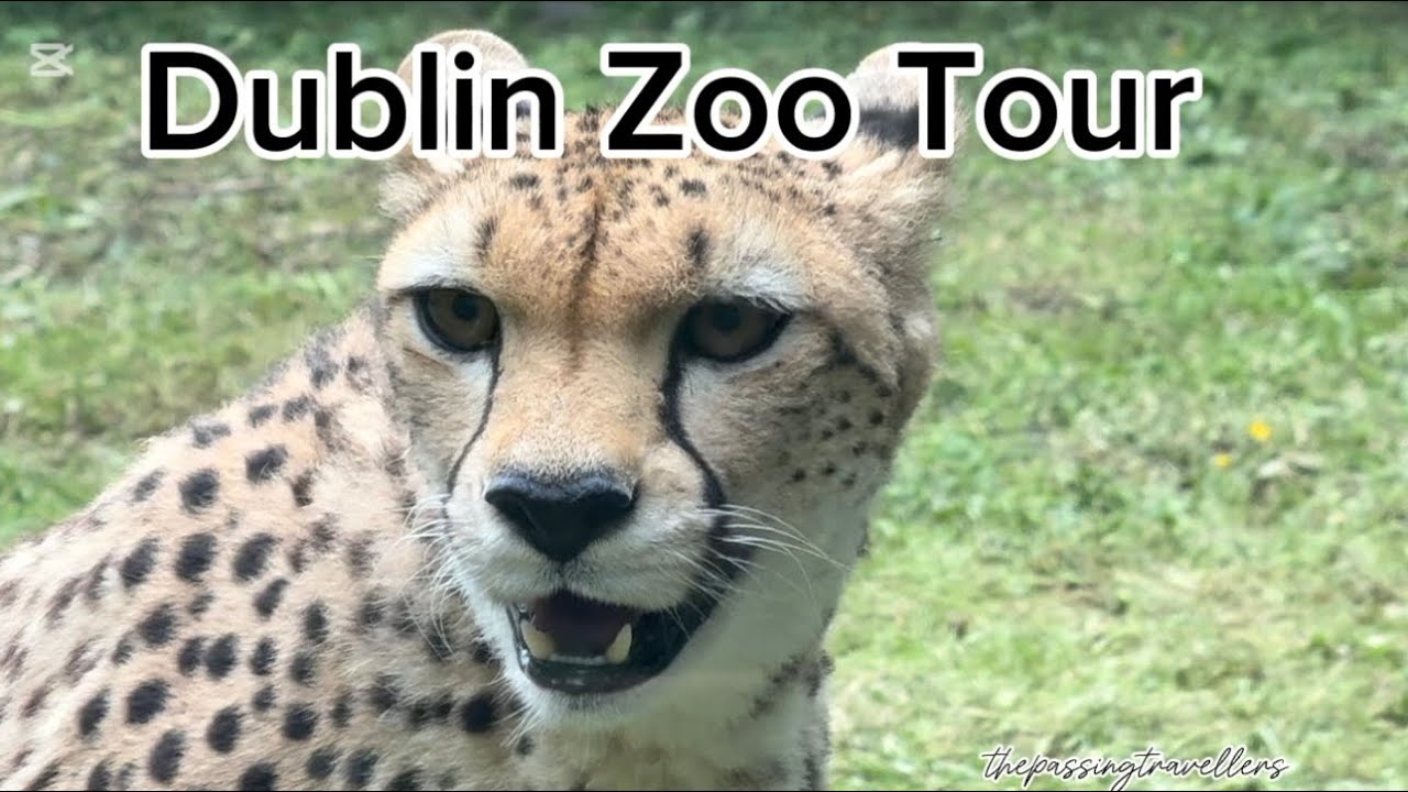 Dublin Zoo Tour | Amazing Animals & Fun Facts! Ireland |