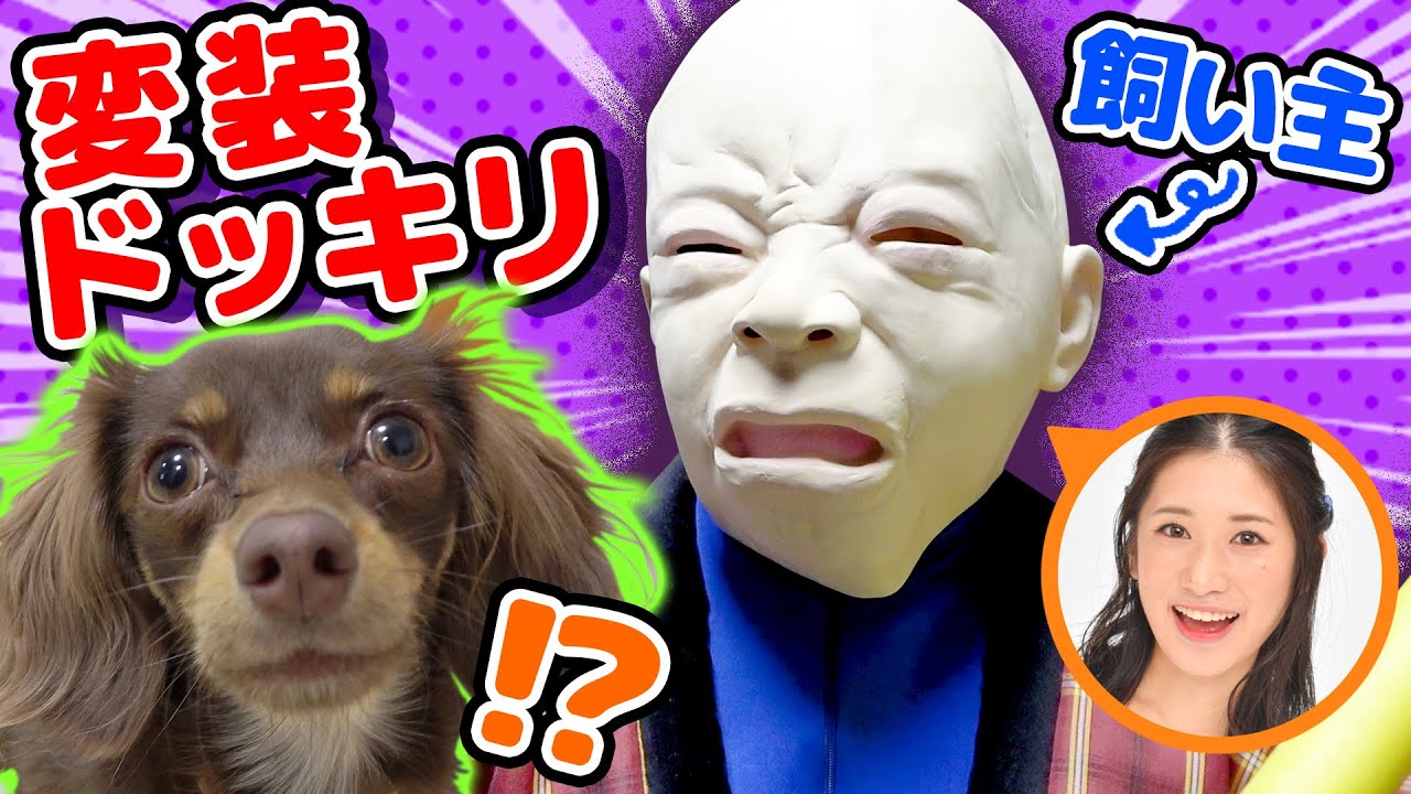【犬ドッキリ】赤ちゃんに変装したら愛犬は飼い主に気付く？奇跡の反応がw【チワックス ぷんた】