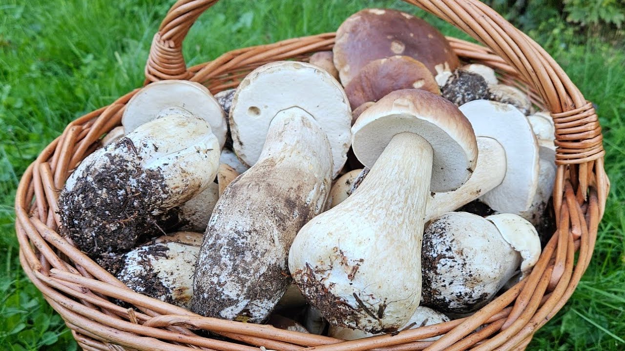 Cèpes en folie 🤩 !!! Cueillette entre amis dans le Puy-de-Dôme du 5/10/24.