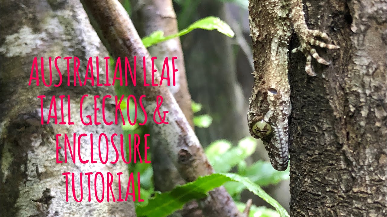 AUSTRALIAN Leaf Tail Geckos & Enclosure Tutorial