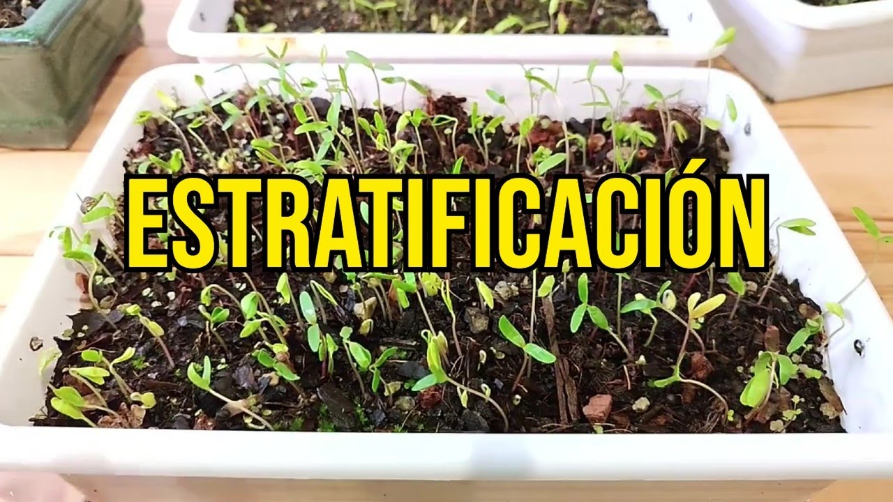 ✅ Cómo hacer ESTRATIFICACIÓN de Semillas de Arce Palmatum - BONSAI