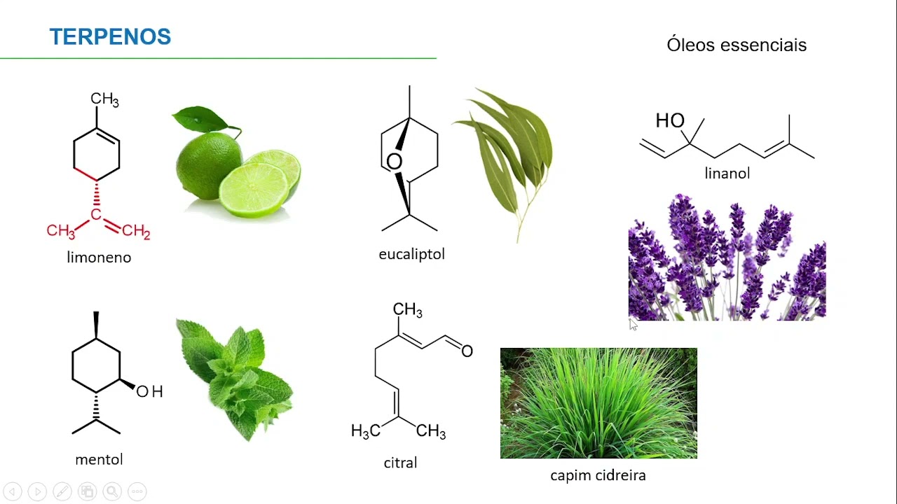 Aula de Metabolismo vegetal Farmacognosia Parte II