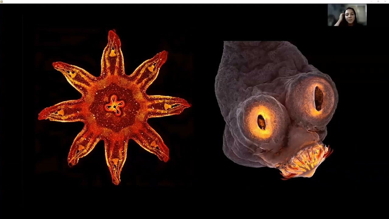 Microscopy as Art - Teri Zgoda