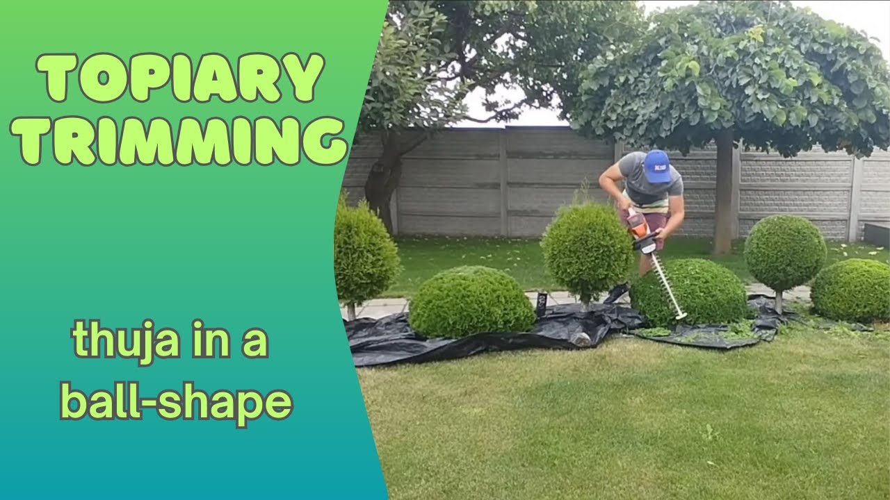 Topiary Trimming: Layered Thuja Design Стрижка туї у формі шарів | Топіарне мистецтво