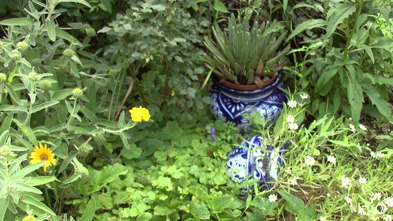 Shade and sun garden meet whimsy| Robin Howard Moore|Central Texas Gardener