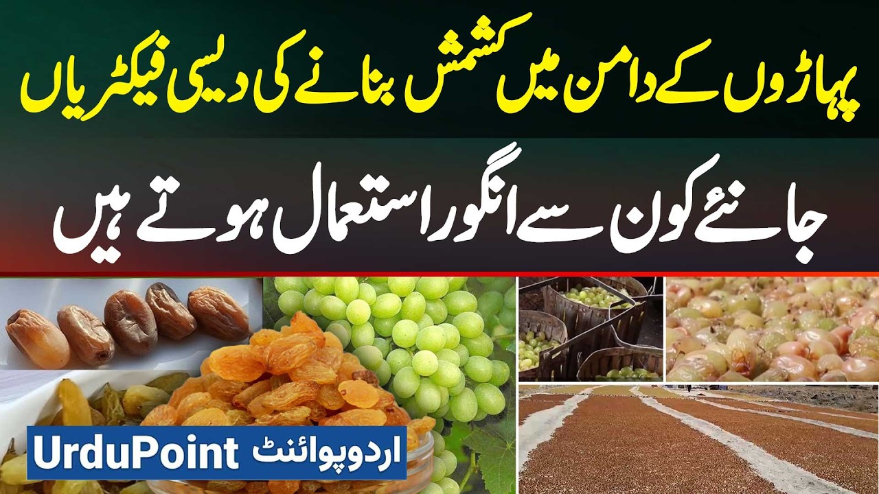 Traditional Raisin Making in Pakistan: From Fresh Grapes to Delicious Kishmish | Pakistan Culture