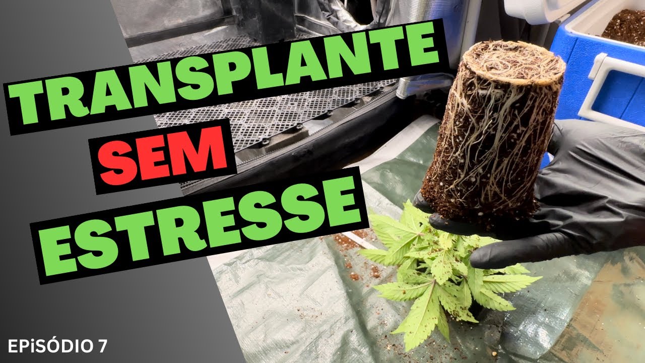 COMO TRANSPLANTAR CANNABIS - Cultivo Cannabico