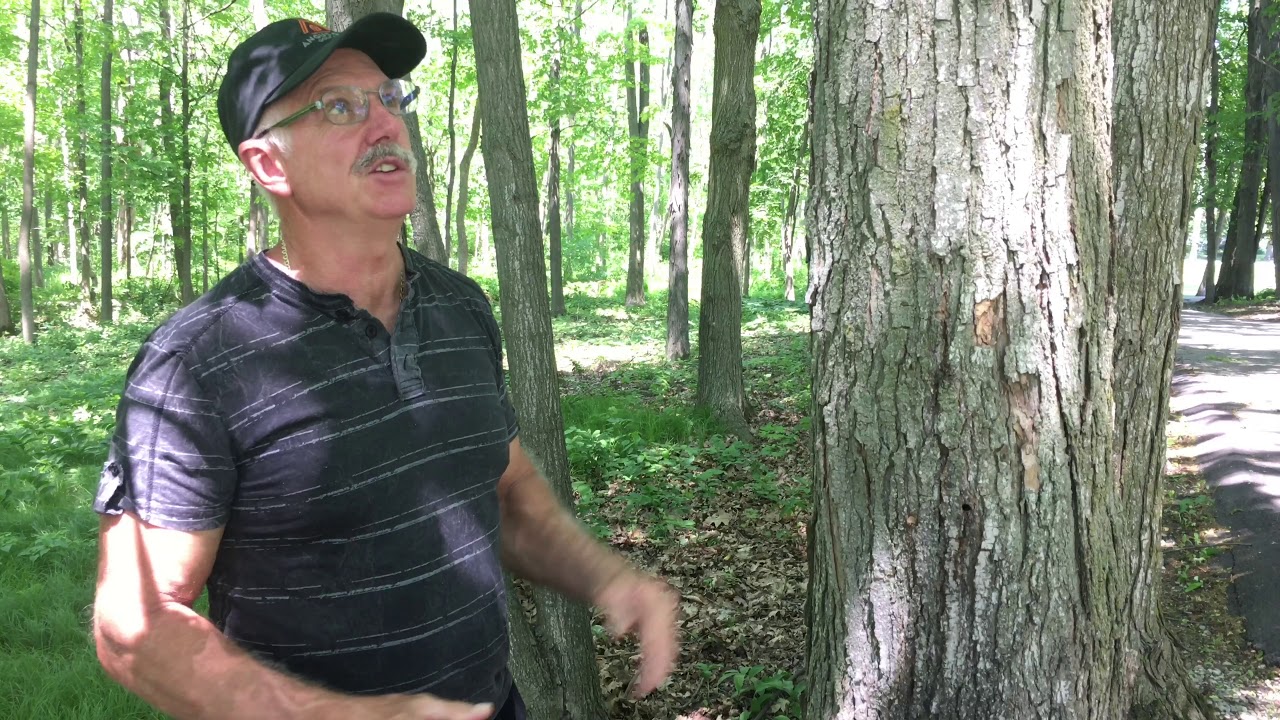 Old fashioned maple syrup and tree care