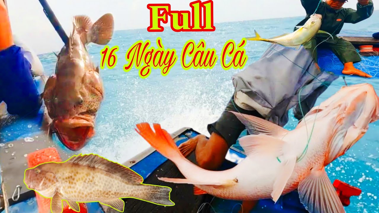 FULL_16 Ngày Đêm Câu Bủa_Trúng Mánh Gặp Ổ Cá Hồng, Cá Mú Thông, Cá Bớp TO KHỦNG_Toàn Cá Giá Trị Cao