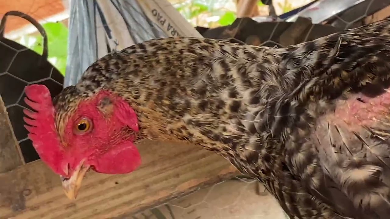 Muito feliz minhas criação de aves  estão muito saudável 🐥