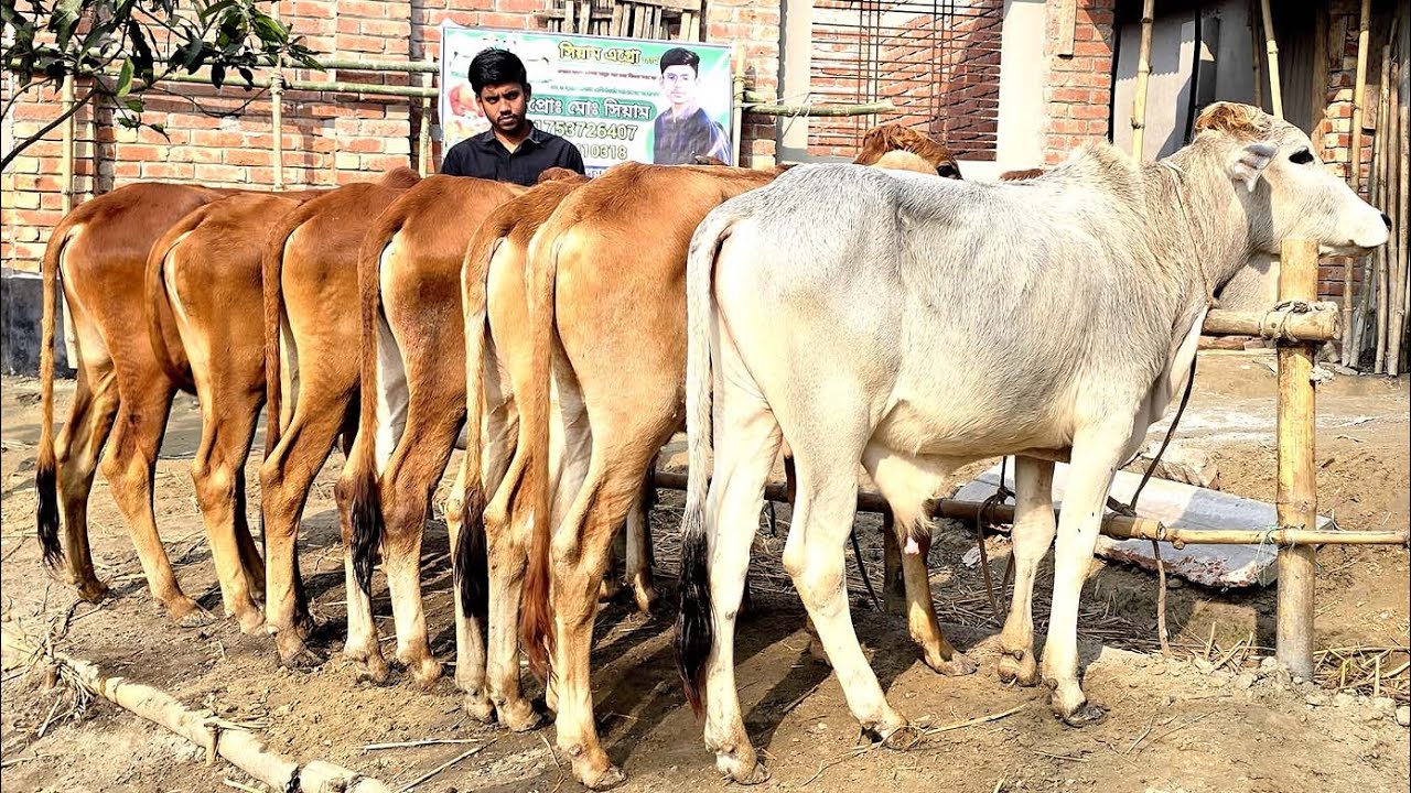 27/1/26/বর্ডার এলাকা থেকে কম দামে ক্যাশ অন ডেলিভারি তে গরু কেনে খামার শুরু করেন লাভ হবেই।