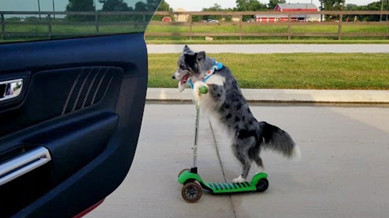 Dog on Scooter has Best 'Shiggy Challenge' Video Yet