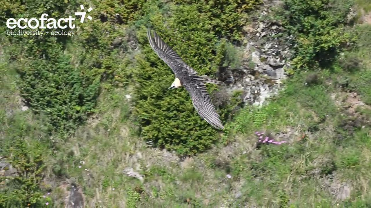 Bearded Vulture (Gypaetus barbatus) in the Spanish Pyrenees (4K)