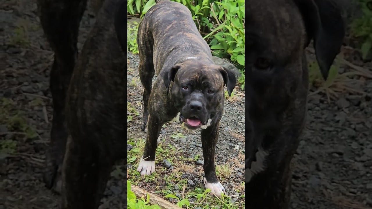 #canecorso zu Weihnachten das Sommer video💚💚💚CONAN 💚💚💚Teil2 