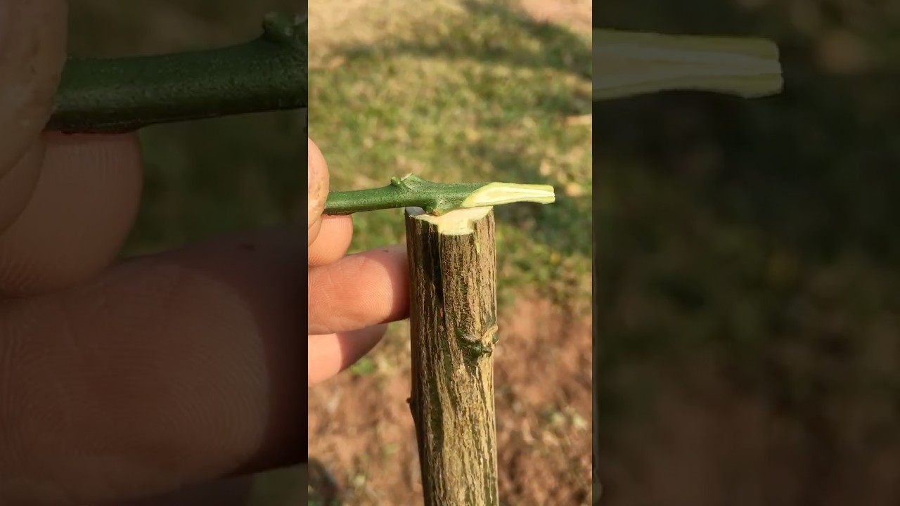 Grafting lemon tree onto grapefruit rootstock