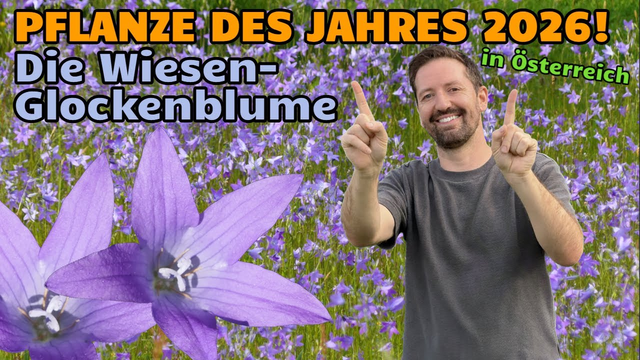 Wiesen-Glockenblume: Pflanze des Jahres 2026 in Österreich! + Vorschau auf das kommende Gartenjahr!