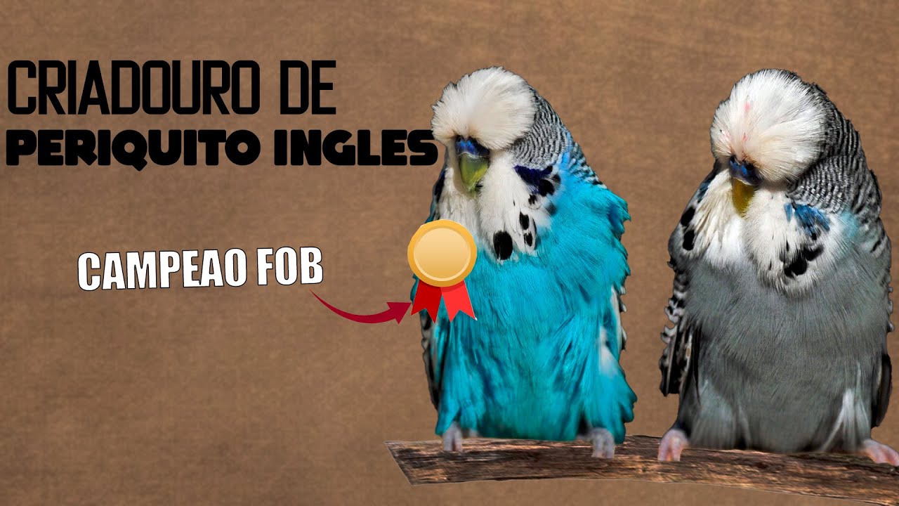 Conheça uma criação de PERIQUITOS INGLESES campeão da FOB! - Chocmaster Visita Criadouro VSP