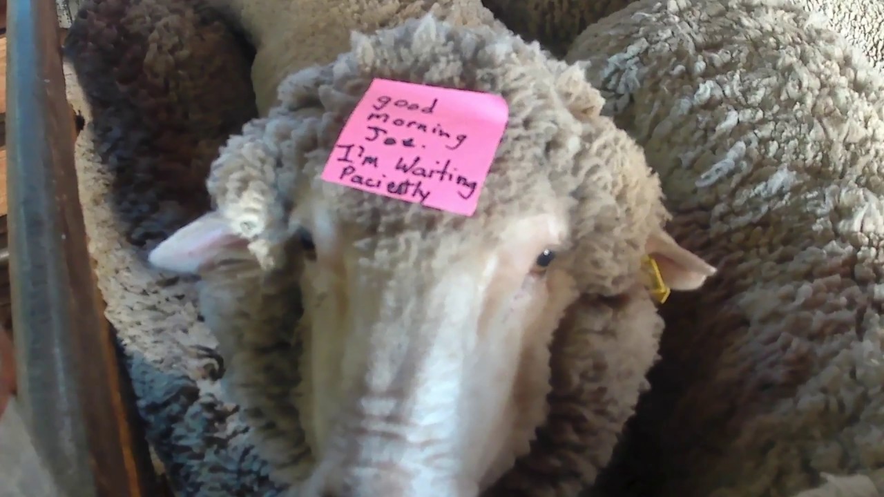 Amazing New Zealand Merino Sheep Mustering and Shearing