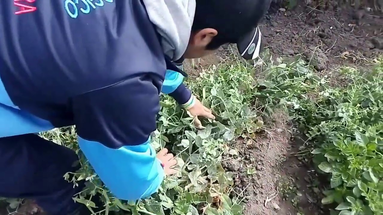 Enfermedades de la Arveja