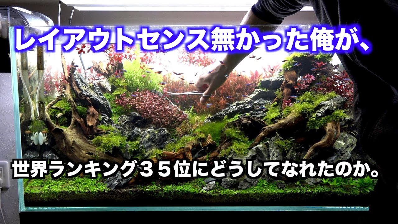 世界水草レイアウトコンテスト　世界ランキング３５位の道のり。