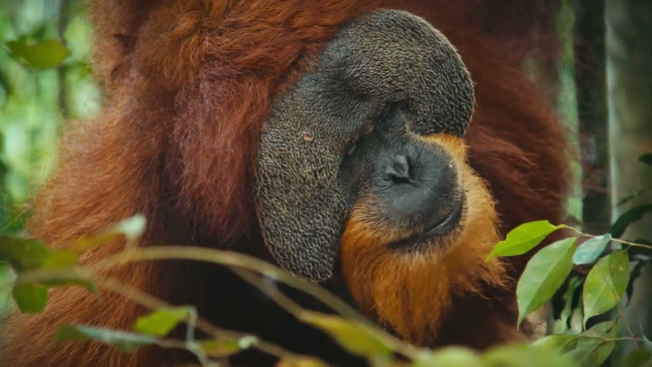 ORANGUTAN SUMATRA
