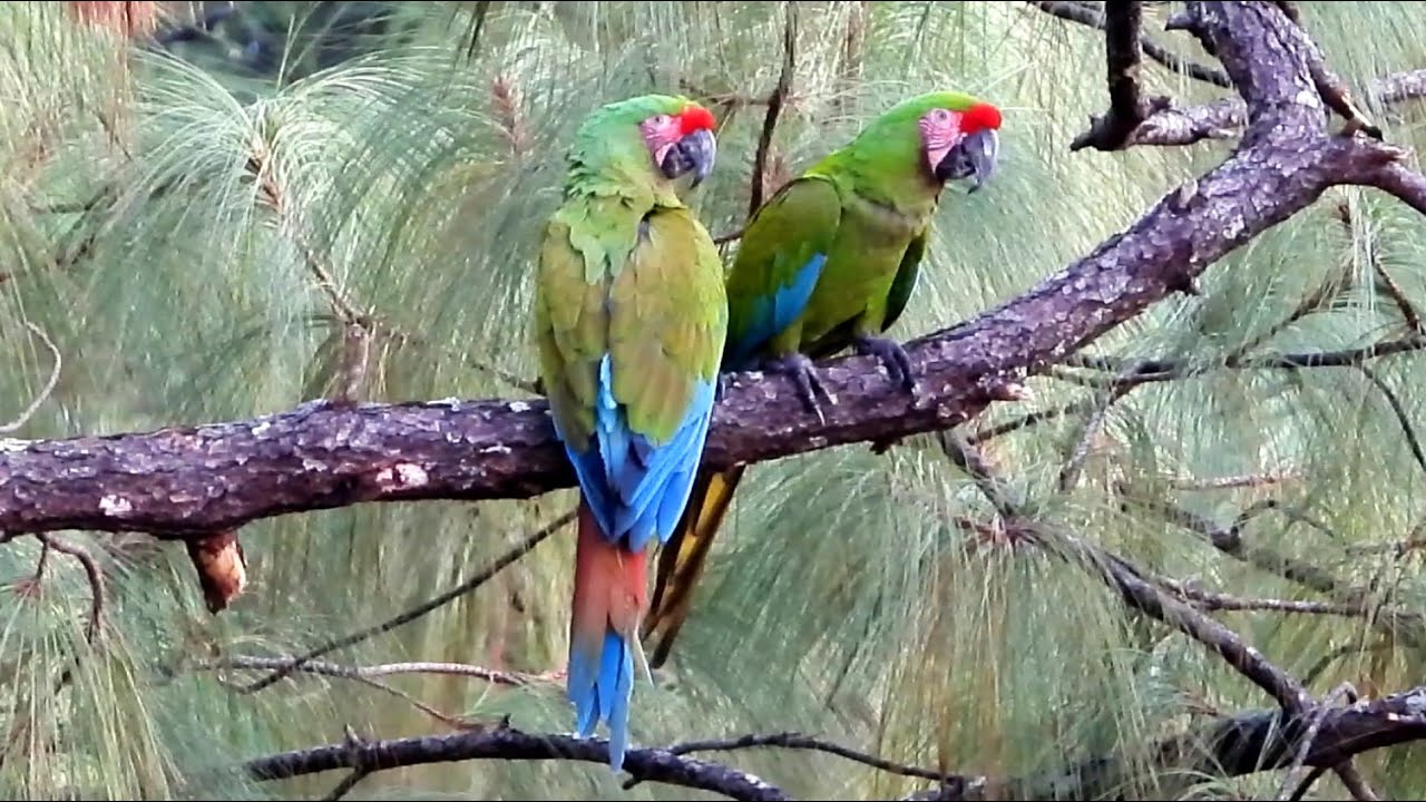 Military Macaws in Mexico