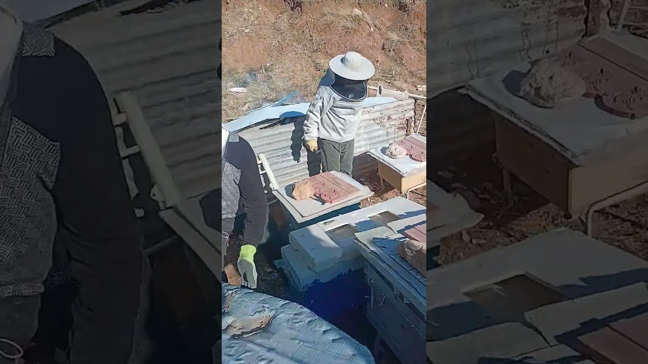فحص خلايا النحل في منحل الصديق النحال ابو حيدر في اربيل شقلاوه